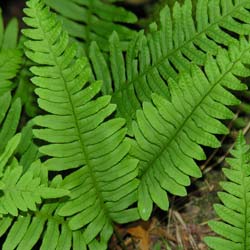 Fern, Common Polypody